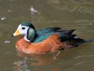 African Pygmy Goose (WWT Slimbridge May 2013) - pic by Nigel Key